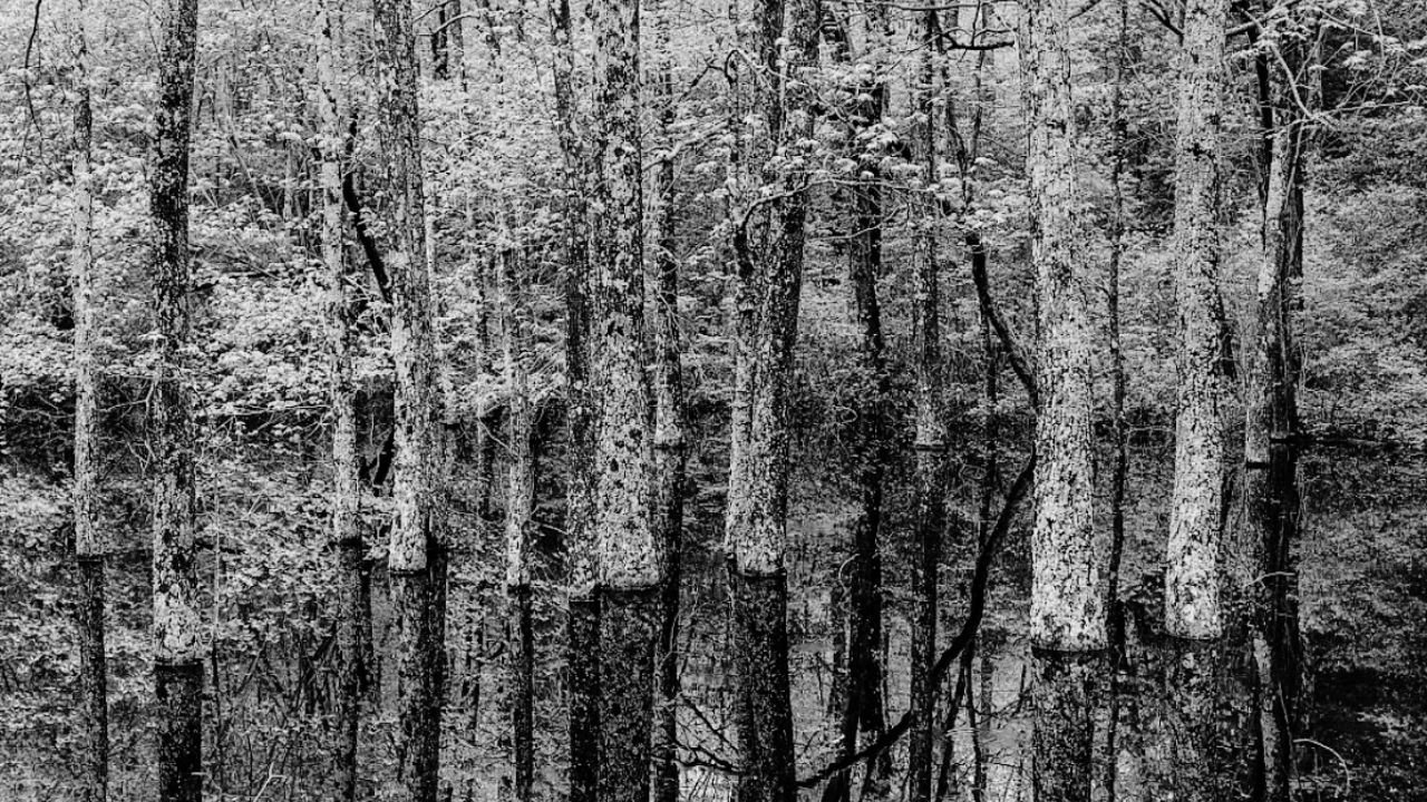 Are the Pine Barrens Dangerous