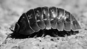 Are Rolly Pollies Going Extinct