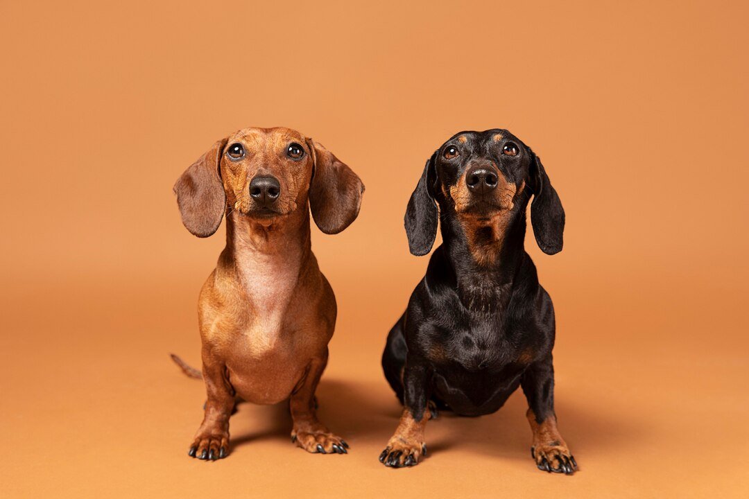 Dachshunds
