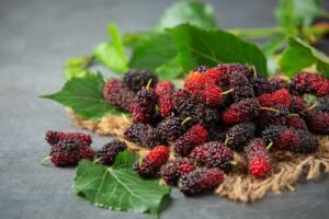 Mulberry Trees