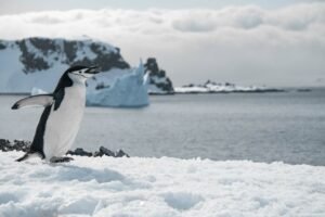 Penguins