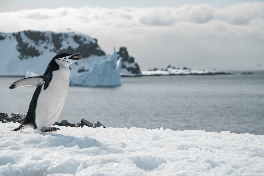 Penguins